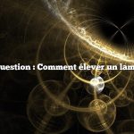 Question : Comment élever un lama